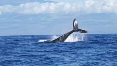 Las autoridades niponas han sostenido que la mayoría de las especies de ballenas no están en peligro de extinción y que comer ballenas es una parte apreciada de su cultura alimentaria.