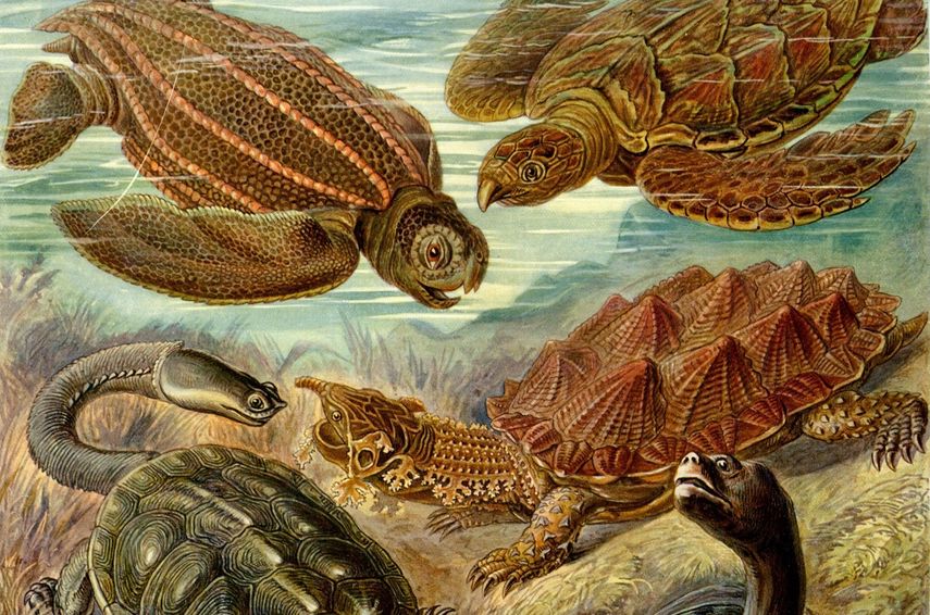 Ilustración sw tortugas laúd