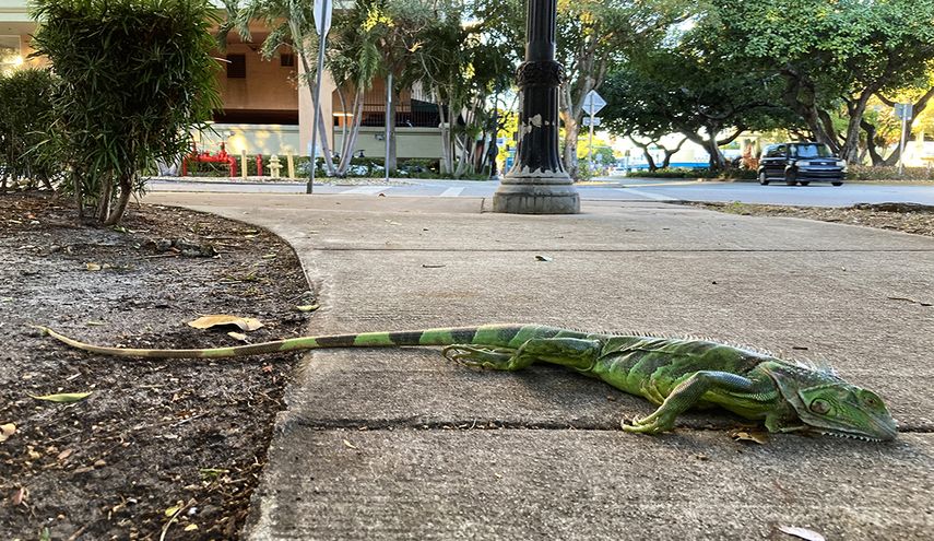 Esta imagen recoge una iguana, de 36 pulgadas de largo (91cms) que cayó de un árbol en Coral Way, en Miami, por el frío.