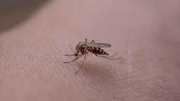 Aedes aegypti, presente en Florida, transmisor del dengue, zika, fiebre amarilla y chikunguña Aedes aegypti, presente en Florida, transmisor del dengue, zika, fiebre amarilla y chikunguña