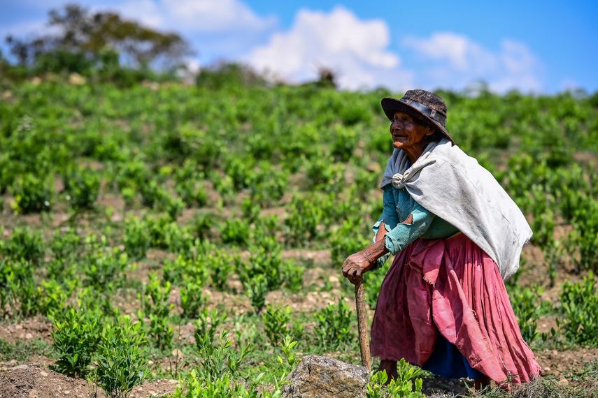 Una mujer recolecta hojas de coca en una plantación de coca en Trinidad Pampa, Yungas, Bolivia el 24 de octubre de 2020. Los cultivadores de coca de la región de los Yungas en el oeste de Bolivia tienen esperanzas de tiempos mejores después de la elección de Luis Arce como presidente, desde el expresidente Evo Morales Es recordado en esta región del subtrópico andino como un hombre abusivo que dividió a las comunidades.