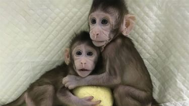 Zhong Zhong y Hua Hua son clones de los mismos fibroblastos fetales de macaco.