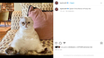 Olivia Benson, la gata de Taylor Swift.