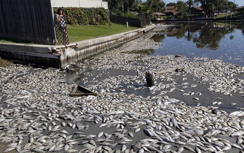 En esta fotografía de archivo del martes 30 de octubre de 2012, Kim Bertini mira a unos 15.000 peces muertos que terminaron cerca de su jardín trasero en el lago Madeline, en Galveston, Texas.&nbsp;