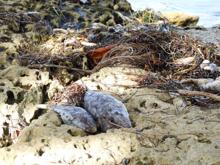 En agosto pasado aparecieron miles de peces muertos en la bahía de Biscayne.