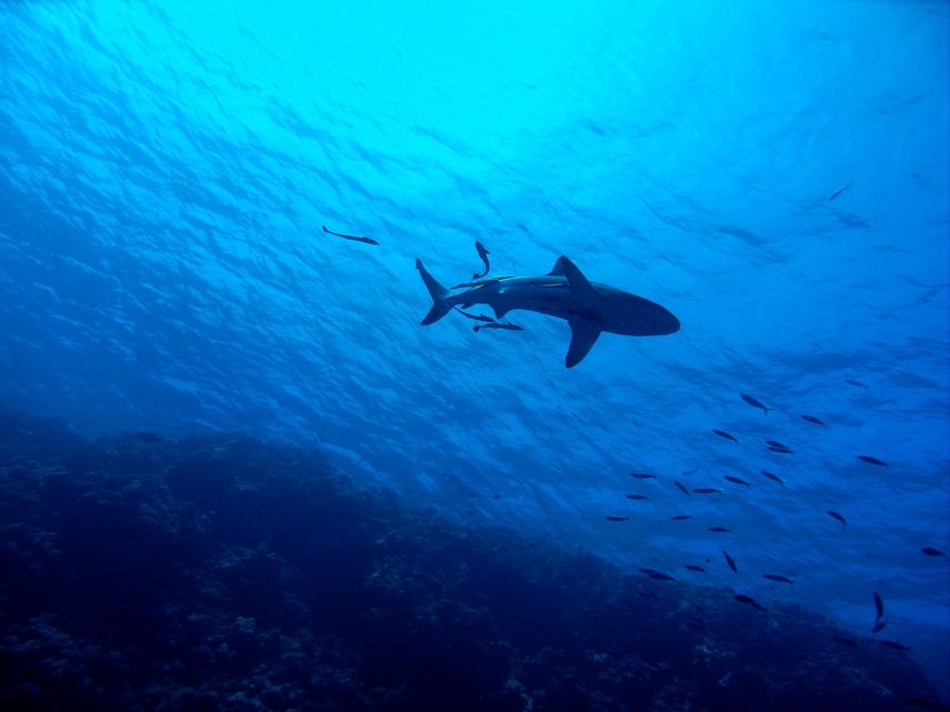 El gran tibur&oacute;n blanco&nbsp; marcado y liberado podr&iacute;a formar parte del grupo de miles que se encuentran nadando ahora mismo en el Atl&aacute;ntico, cerca de Florida.