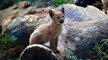 Fotografía proporcionada por Fundación Cataluña La Pedrera de un lince de dos meses en el complejo MónNatura en Alt Aneu Pallars Sobira, España.&nbsp;