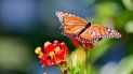 Mariposa monarca. Mariposa monarca.