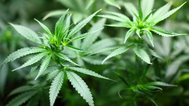 En la casa había un cultivo de cannabis.
