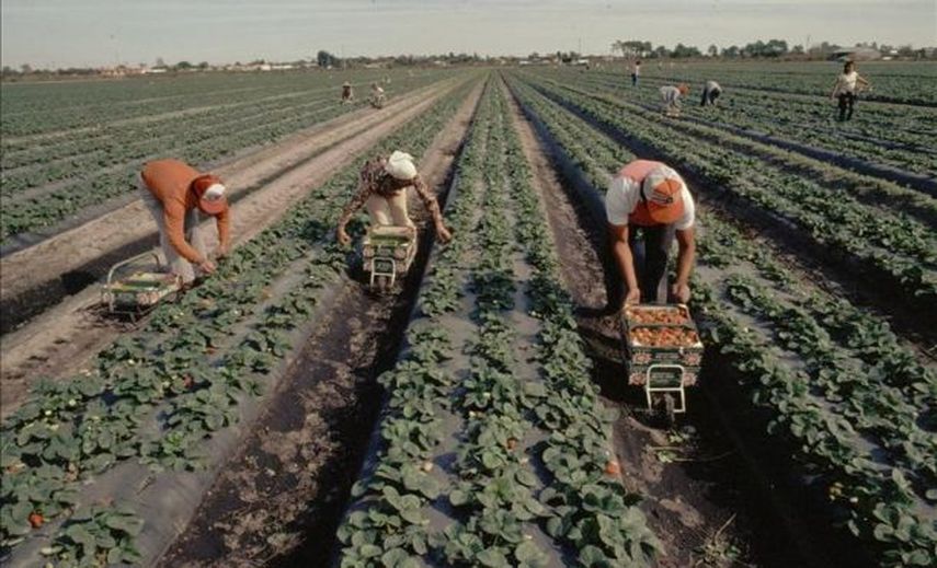 Trabajadores agrícolas recogen fresas en las afueras de Tampa, Florida, EEUU.  (EFE Archivo) 