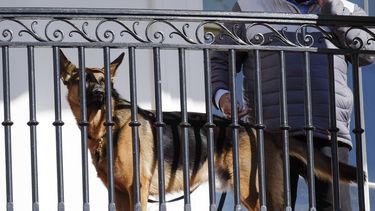 Commander, el perro de la familia Biden, en la Casa Blanca en Washington, el 21 de noviembre de 2022