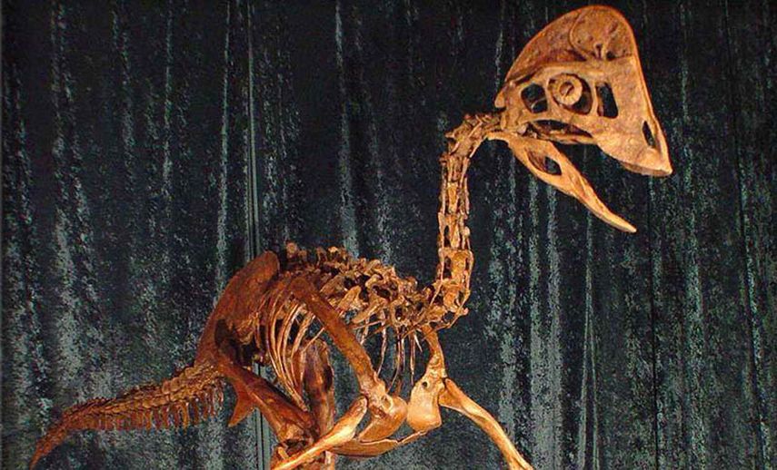 El animal, similar a un ave, medía poco más de dos metros y pesaba unos 225 kilogramos cuando deambulaba por Norteamérica hace unos 66 millones de años. (Foto AP/Museo de Historia Natural de Carnegie)