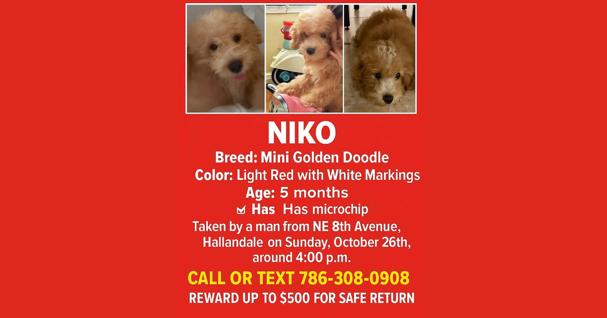 Vecinos y autoridades se unen para encontrar al cachorro Niko