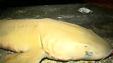 Vista de uno de los tiburones aparecidos muertos en la barriada de Overtown, en Miami.