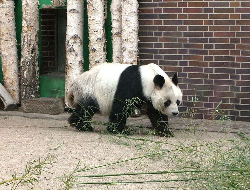 El Buro Estatal de Bosques está preocupado de que los pandas sean usados como un gancho publicitario, sólo para entretener a la gente ( Foto: Wikimedia)