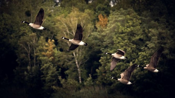 Gansos vuelan para migrar a otras zonas.&nbsp;