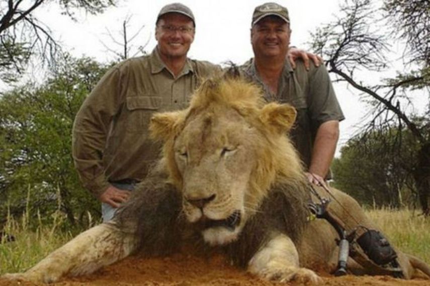 Cecil, de 13 años de edad, fue atraído con una presa amarrada a un vehículo como cebo para abatirlo fuera del parque, de modo que técnicamente ya no sería ilegal cazarlo. (TWITTER)