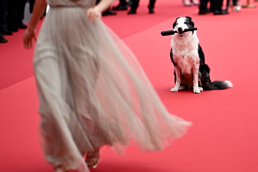 Messi, el perro protagonista de la película Anatomie dune Chute (Anatomía de una caída), posa en la alfombra roja a su llegada a la ceremonia de inauguración y a la proyección de la película Le Deuxieme Acte en la 77 edición del Festival de Cine de Cannes en Cannes, sur de Francia, el 14 de mayo de 2024.