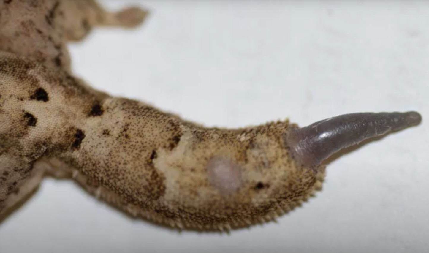 Lagarto regenera cola perfecta tras 250 millones de años Lagarto regenera cola perfecta tras 250 millones de años