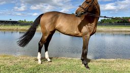 Quilina, uno de los catorce caballos de salto confiscados a Alejandro Andrade, quien fue guardaespaldas de Hugo Chávez y tesorero nacional de Venezuela.
