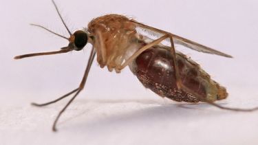 Continúan los estudios sobre mosquitos transmisores.