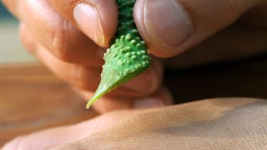 El aloe vera se recomienda para cicatrizar heridas y regenerar la piel.&nbsp;