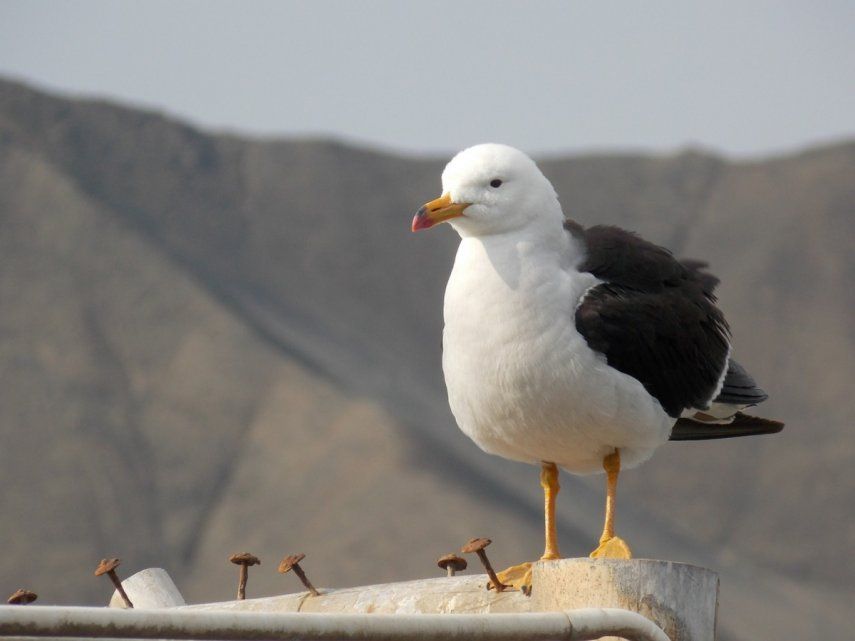 La variedad de aves típicas de Perú, un enorme atractivo en 2024.&nbsp;
