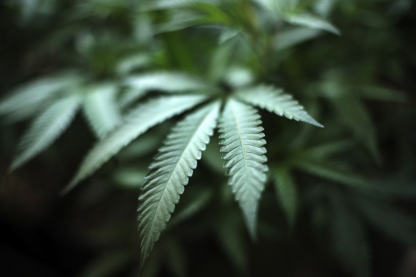 Panam&aacute; debate sobre la legalizaci&oacute;n de la marihuana para uso medicinal.&nbsp;