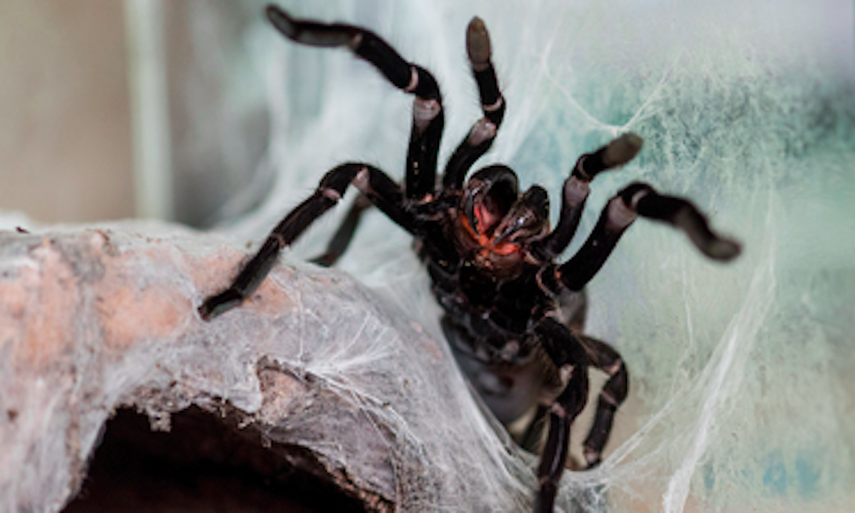 Las tarántulas se sientan más a gusto entre las cuatro paredes de un terrario. Sacarlas del mismo las estresa.
