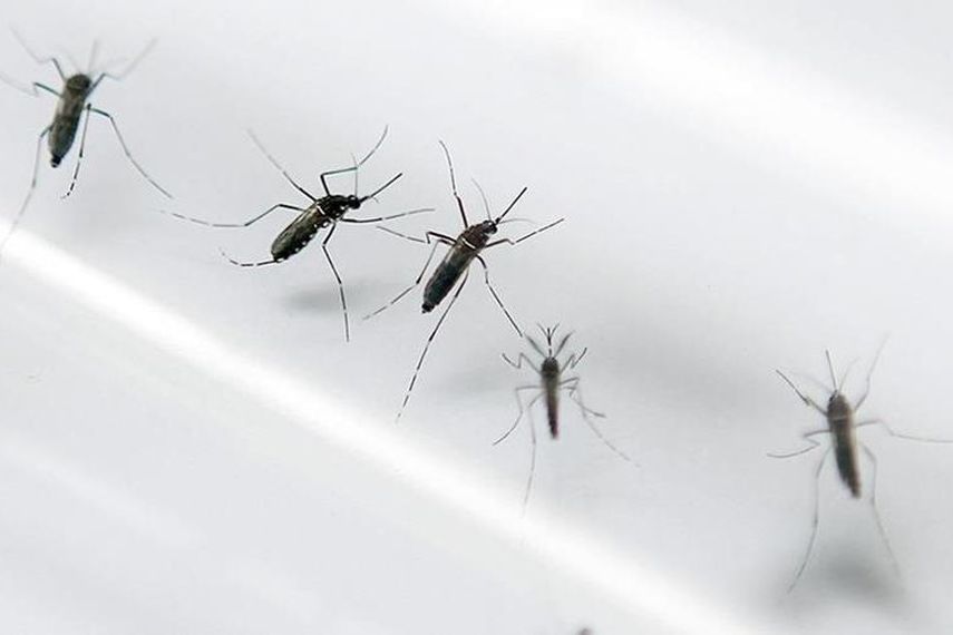 El virus del Zika. (ARCHIVO)