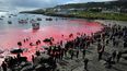 La gente se reúne frente al mar, de color rojo, durante una caza de ballenas piloto en Torshavn, Islas Feroe, el 29 de mayo de 2019.&nbsp;