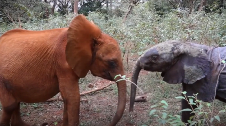 Elefante huérfano es rescatado y conoce a su nueva familia&nbsp;