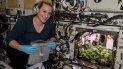 La astronauta de la NASA Kate Rubins cosechó los primeros rábanos a bordo de la Estación Espacial Internacional La astronauta de la NASA Kate Rubins cosechó los primeros rábanos a bordo de la Estación Espacial Internacional