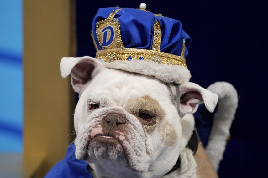 Patch, la bulldog de Jennifer Hinton y oriunda de Fort Dodge, Iowa, sentada en el trono tras haber sido declarada ganadora del concurso de bulldogs de la Universidad de Drake, el lunes 24 de abril de 2023, en Des Moines, Iowa.&nbsp;