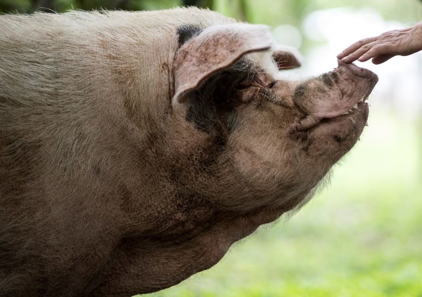 Esta foto de archivo tomada el 25 de abril de 2018 muestra a un cerdo conocido como Zhu Jianqiang, que se convirtió en un ícono nacional después de sobrevivir al devastador terremoto de hace 10 años, siendo consolado por un trabajador de un museo en Anren, provincia de Sichuan.