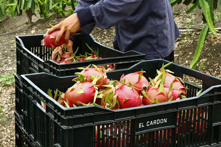 La agricultura, uno de los sectores de mayor crecimiento en empleos en los últimos 10 años.
