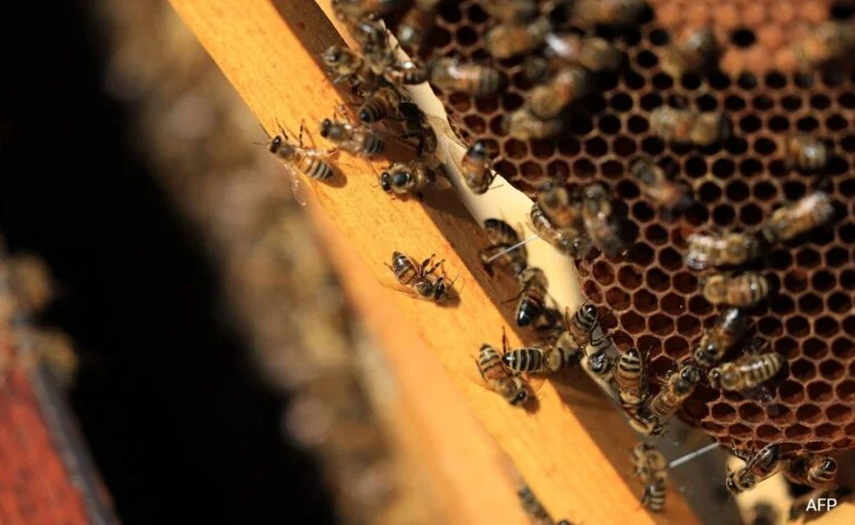Cuando llueve, las abejas no vuelan, no salen, por lo que comen sus propias reservas de miel (AFP)