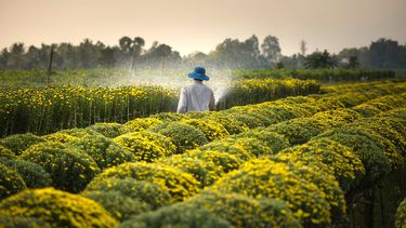 Un trabajador del campo realiza riego a plantas.