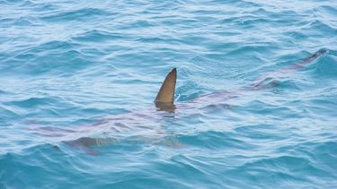 Varias agencias respondieron a la escena y socorrieron a la víctima, quien en estos momentos se está recuperando bajo cuidados médico.