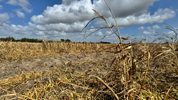 Un cultivo afectado por la sequía en el suroeste de Miami-Dade. Un cultivo afectado por la sequía en el suroeste de Miami-Dade.