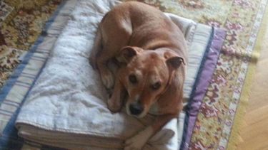 excalibur, el perro convertido en martir del ebola