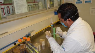 La farmacéutica nipona Takeda está desarrollando una vacuna contra el dengue cuya comercialización está prevista para 2017. (Foto: EFE)