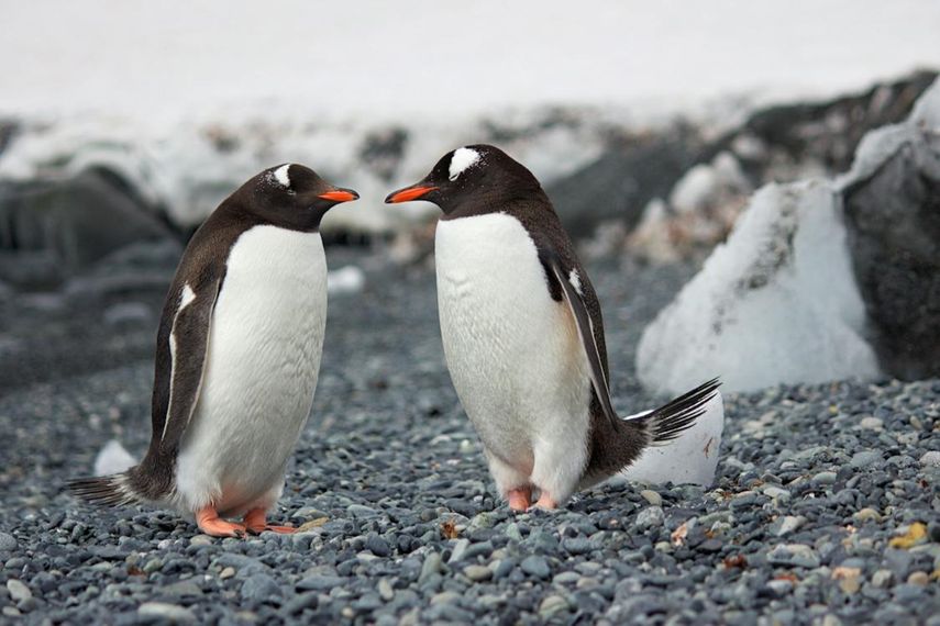 El 20 de enero es el Día para la Concientización de los Pingüinos