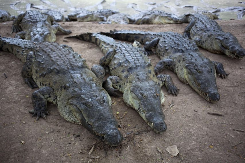 Foto referencial de cocodrilos en cautiverio.