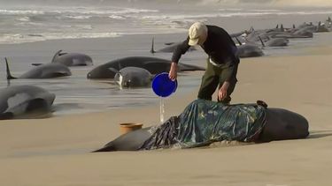 En esta imagen tomada de un video, un rescatista vierte agua sobre un calderón varado en Ocean Beach, cerca de Strahan, Australia, el miércoles 21 de septiembre de 2022.&nbsp;