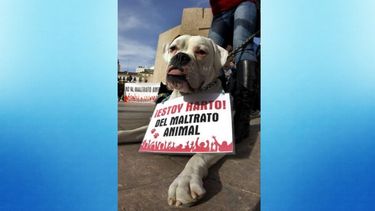Los activistas cubanos han pedido incluir en la nueva Carta Marga una ley de protección animal.