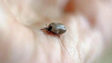 Las garrapatas transmiten la rickettsiosis.