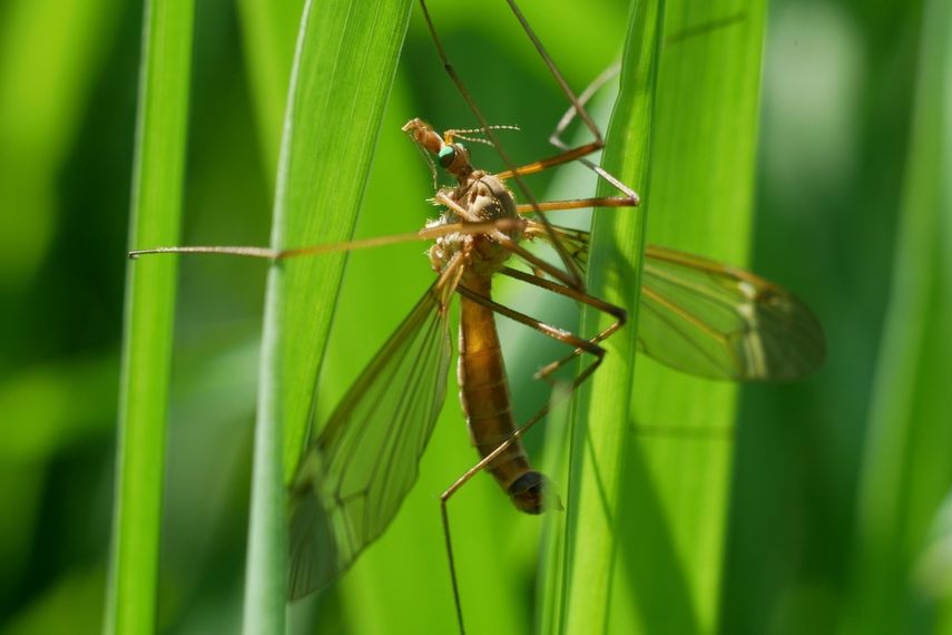 El primer plano de un mosquito
