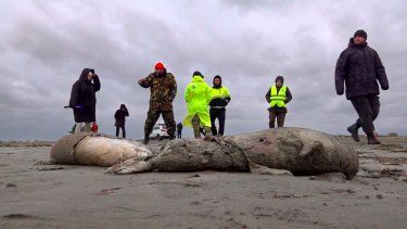 En esta imagen tomada de una grabación proporcionada por la televisora rusa RU-RTR el domingo 4 de diciembre de 2022, periodistas y funcionarios rusos caminan cerca de los cadáveres de focas en la costa del mar Caspio, en Daguestán.   