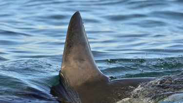 Incautan seis toneladas de aletas de tiburón en Panamá